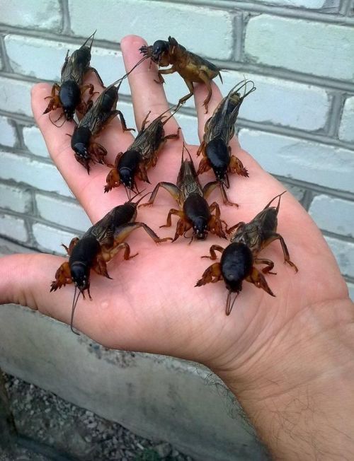 congenitaldisease - A handful of mole crickets.