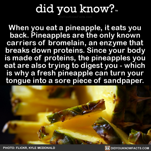 when-you-eat-a-pineapple-it-eats-you-back