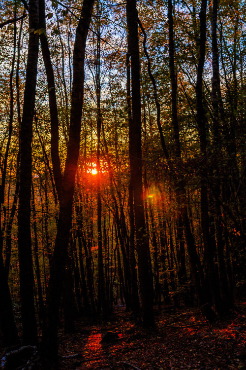 nature-hiking - Sunset through the trees 8/? - Belgian Ardennes,...