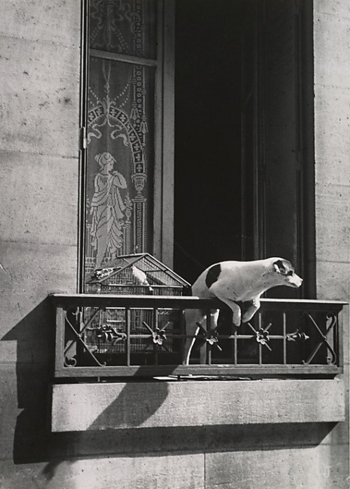 joeinct:The Concierge’s Dog, Paris, Photo by André Kertész,...