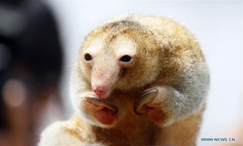 spiroandthelacktones - so i just found out that silky anteaters...