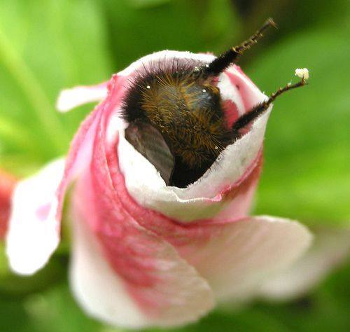 sixpenceee - Here’s a picture of a bumblebee butt and it’s...