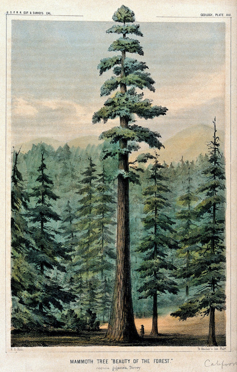 danskjavlarna - “Wellingtonia or mammoth tree (Sequoiadendron...