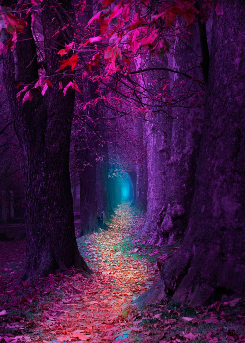 bugsgonzo41 - coiour-my-world - “ Fairytale Pathway ” ~ Ilidza,...
