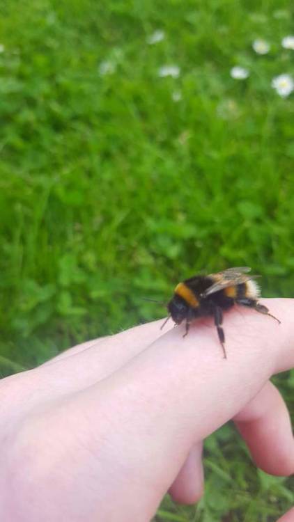 gogh-save-the-bees:Held this lil pal today 