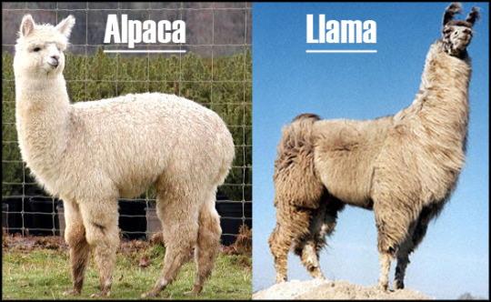 llama vs alpaca | Tumblr