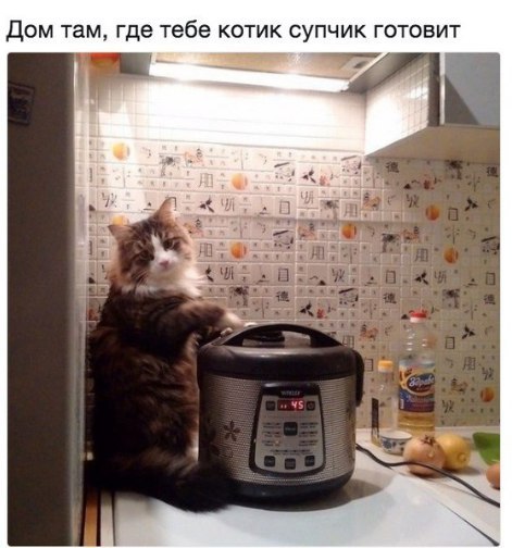 napoleanbonafarte - markv5 - Дом - это…“Home is where your cat...