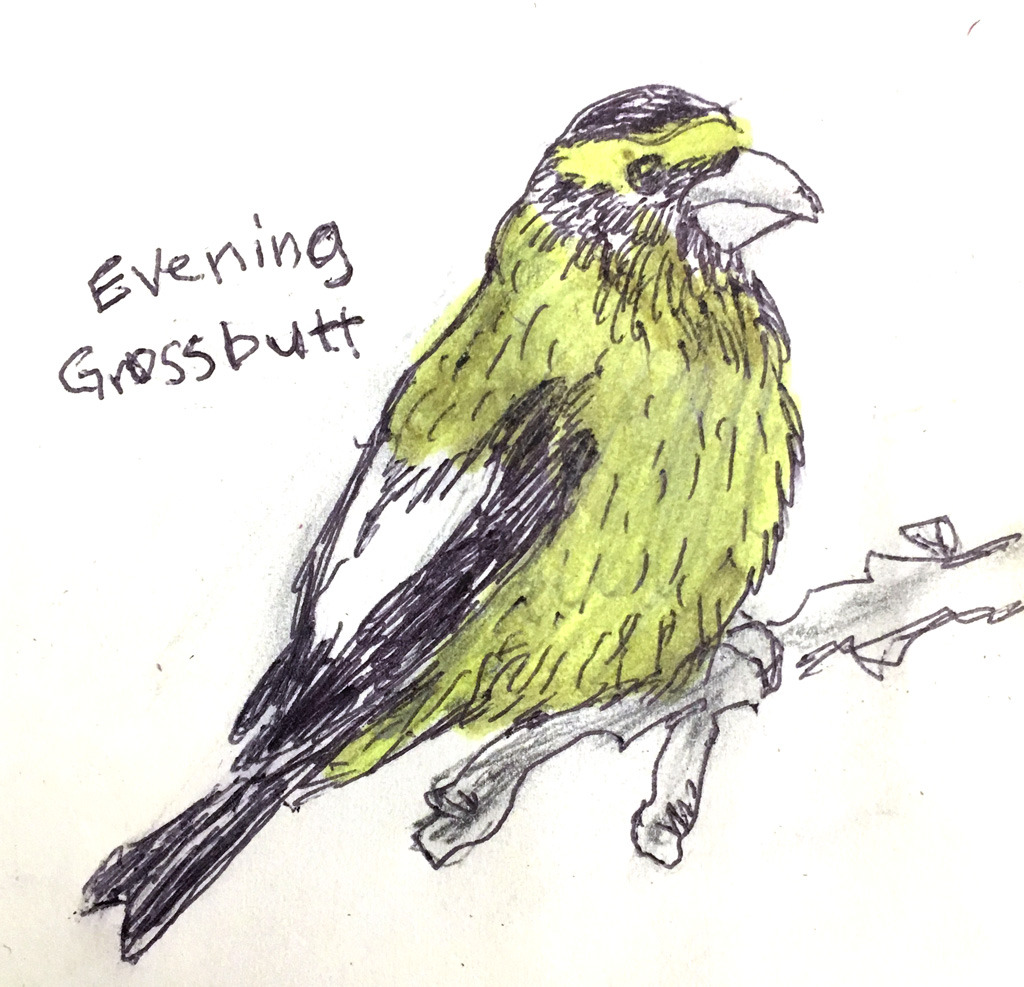 Field Guide to Dumb Birds of North America — Evening