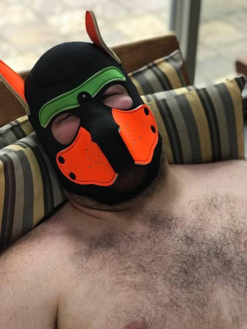 mbearassing - pupzeo - Relaxing pupDid I never reblog this?!...