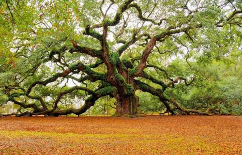 amazinglybeautifulphotography - 1500 year old tree![920*588] -...
