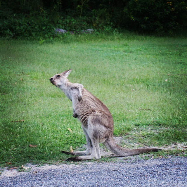 When you’ve got an itch, ya just gotta scratch it. #kangaroo #australia #itchy #scratchy (at Trial Bay, South West Rocks)