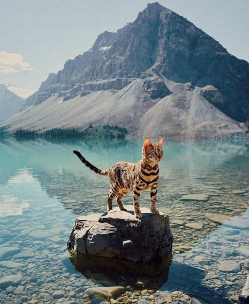 animals-lovers - (Source)Cat !