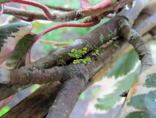 awkwardbotany - tricolor beech (Fagus sylvatica ‘Tricolor’)