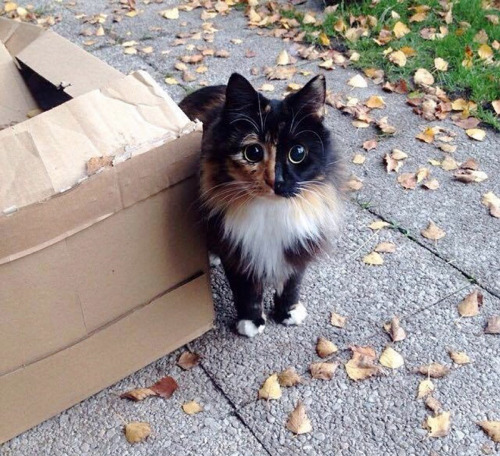 awesome-picz:This Blind Kitty Found On The Street Has Eyes No...
