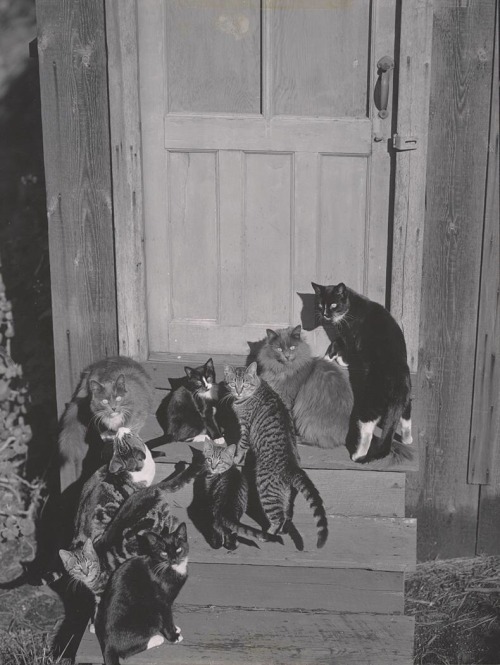zzzze:Edward Weston, Cats on Steps, 1944