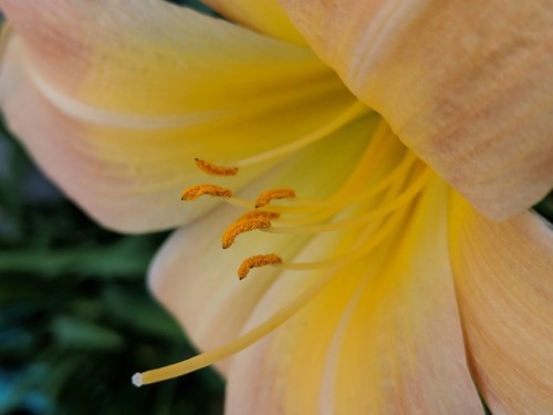 kudzukudza - Daylily (Hemerocallis)