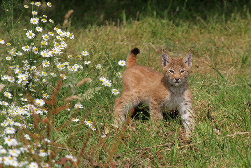 johnnyslittleanimalblog - Lynx Cub 2 by SnowPoring
