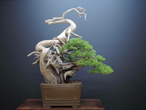 naedokobonsai - Bonsai Empire - “Such a powerful tree, and the...