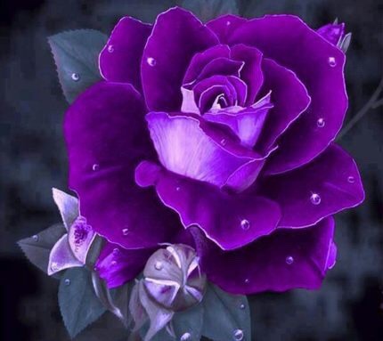 yellowrose543 - Lovely purple