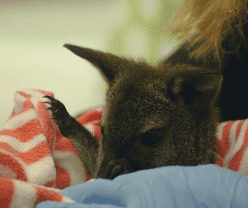 Baby wallabies prefer pouches until they’re about 6 months old....