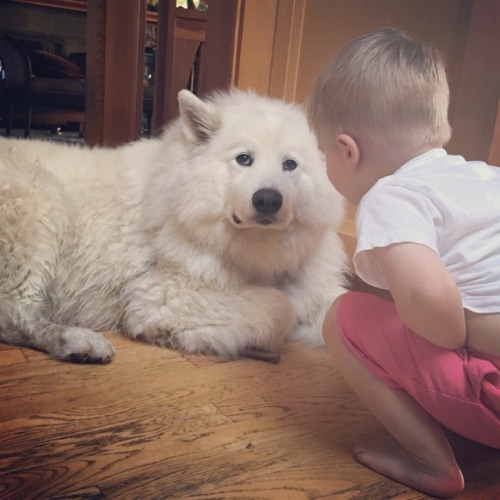 skookumthesamoyed - These two and their secrets 