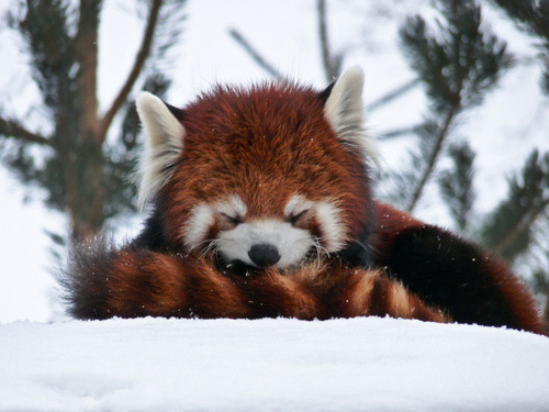 panda roux on Tumblr