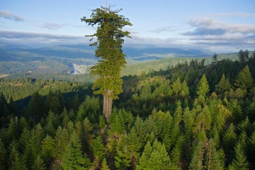 coolthingoftheday - Hyperion is the name of a coast redwood...