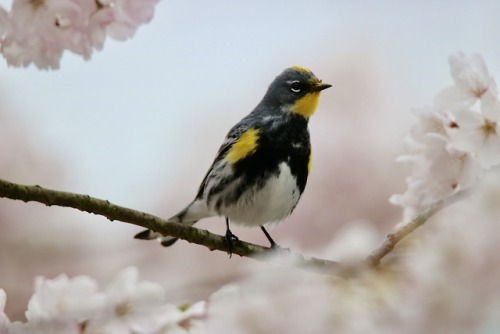 oceanodroma - A lil pollen dusted Yellow-rumped warbler in a...