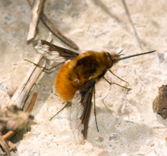 Our bee fly's larger cousin, the... uh... the Large Bee Fly, Bombylius major.
