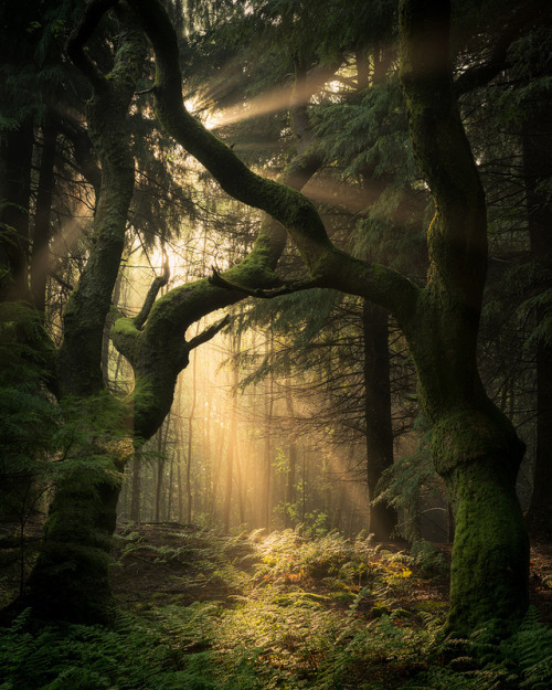medieval-woman:Guardians of the Forest by Simon Baxter 