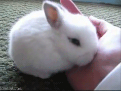 emeraldarcbreon - catgifcentral - Baby bunny wants to hide in...