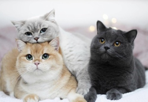 justcatposts:The most beautiful cats that you will see today