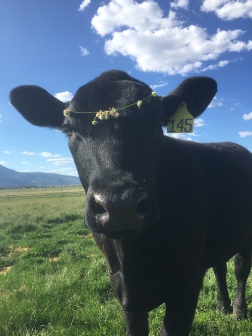 thehaust - ainawgsd - Cows with Flower CrownsI have found...