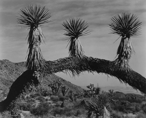 zzzze:Edward WestonUntitled 3 Cacti Joshua Tree , 1937Vintage...