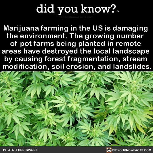 marijuana-farming-in-the-us-is-damaging-the