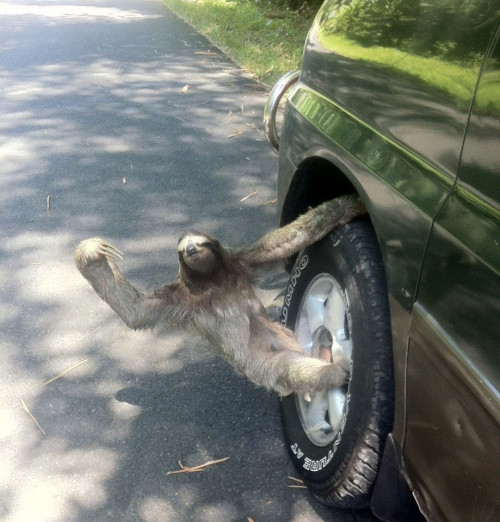 death-by-lulz:hangin out the passenger side of his best...