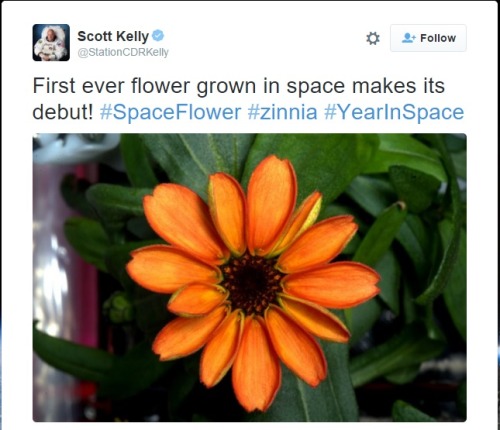 the-errant-mycorrhizae - First flower ever grown in space...