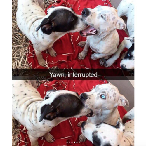 babyanimalgifs:These cute dog snapchats will make your day