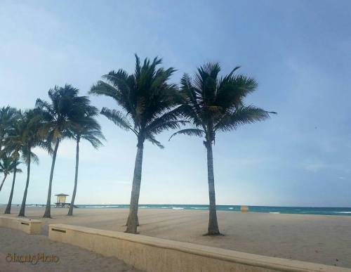 Winter in Florida #palmtrees #beaches #beachphotography...