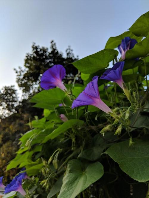 thebeautifuloutdoors - Morning glories opened at the break of...