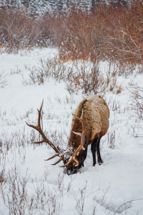 countryff4171 - The Bull Elk