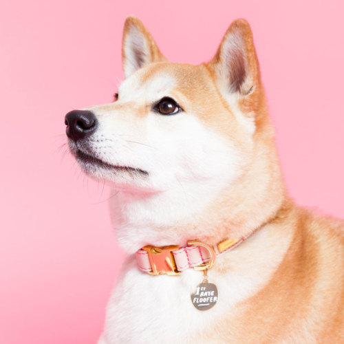 littlealienproducts - Sassy Collar Charms for Pets & Their...