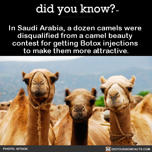 in-saudi-arabia-a-dozen-camels-were-disqualified