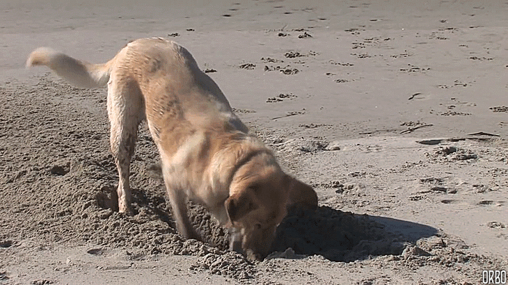 Un mammifère de la famille des Canidés qui creuse dans le sable