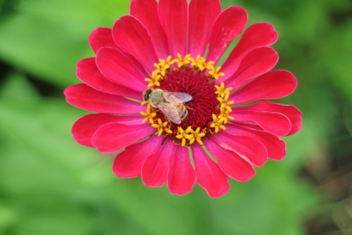 zoologicallyobsessed - European honey bees (Apis mellifera) on...