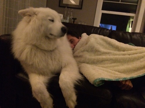 skookumthesamoyed - FLOOF BOOF doubles as a cozy pillow and a...