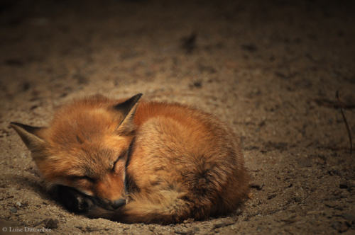 everythingfox - Sleeping Fox Cub //Luise Dittombée