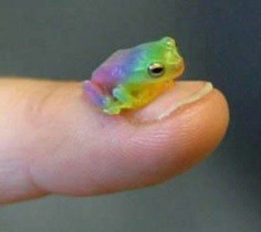 queerlove:reblog the gay frog in 30 seconds and you will meet...