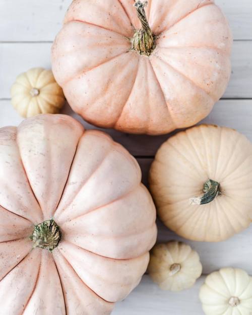 historyinhighheels - Gourd, I love this holiday! Happy Halloween...