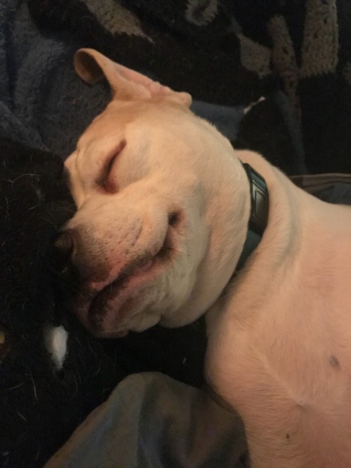 phoenllx - Why does my dog sleep like he’s a corpse?Now he’s...